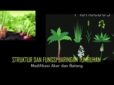 Video: Aphid Akar Bit - Ribut Petir Tanaman Akar