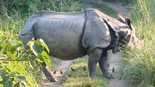 Jangal safari jada vhale gaida dekhna paiyo nadekhe ko sathi haru le la hernus