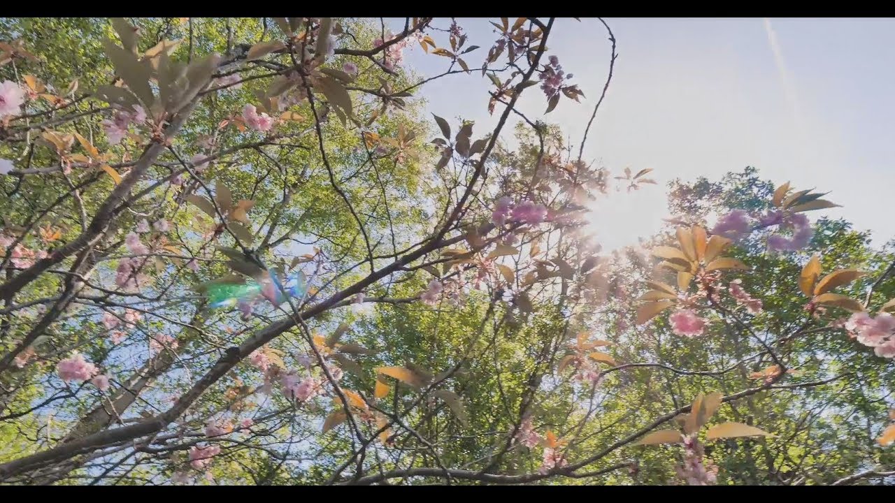 26 Greenfield Rd, Clarkston, Glasgow G76 YouTube