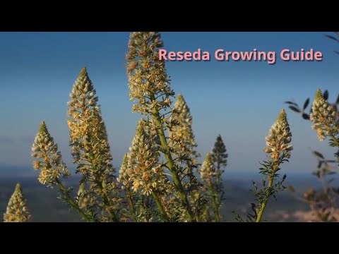 Video: Weld Plant Care - How To Grow A Reseda Weld Plant