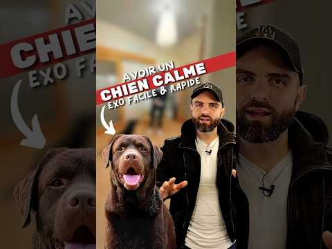 Avoir Un CHIEN CALME Exercice FACILE Et RAPIDE 