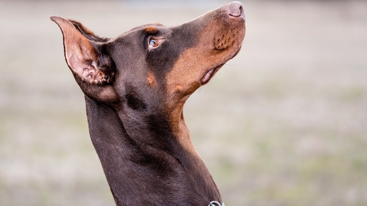 Can Doberman Pinschers live in apartments? YouTube