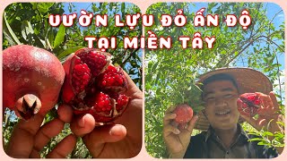 Vườn Lựu Đỏ Ấn Độ tại Miền Tây | 0386569374 - Ngọc Ngân Bến Tre | Chuyên cây độc lạ