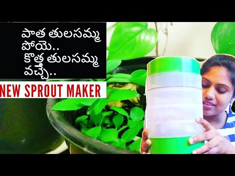 how to grow indoor tulasi plant || how can we prepare compost water and