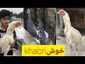 pigeon ne pher #Egg dy dye ||Apnashook