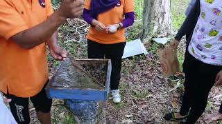 Budidaya lebah madu kelulut di Pulau Madu Kelulut, Desa Lubuk Lingkuk, Kab. Bangka Tengah