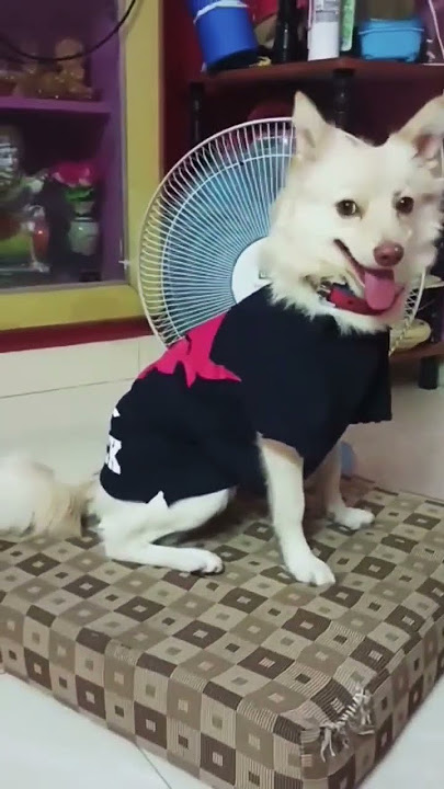 Evan tha sir avan 😂😂😂#pomeranian #lovestatus #funny #intelligent .