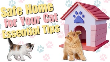 Creating a Safe Home for Your Cat Essential Tips for Pet Owners