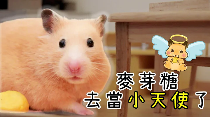 【維鼠日記】麥芽糖去當小天使了【維特】#122 - 天天要聞