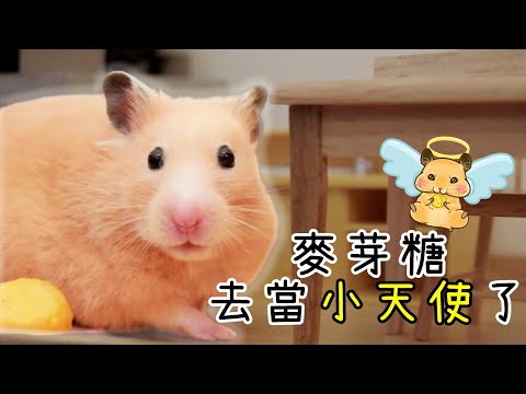 【維鼠日記】麥芽糖去當小天使了【維特】#122