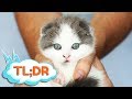 How We Got our Scottish Fold Kitten in Korea