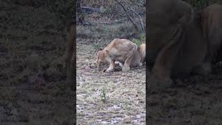 Listen to nature with the lioness #wildlife #safari #nature #wildcats #lioness #asmr #rainsounds