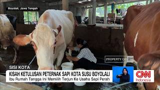 Kisah Ketulusan Peternak Sapi di Kota Susu Boyolali