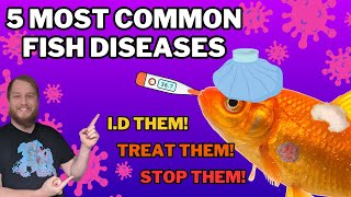 Why is my fish sick? Well, it's probably one of these 5 diseases!