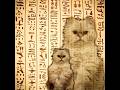(｢・ω・)｢ ニャｫｰﾝ #Egyptmeme #cat #colonelkkjϟ
