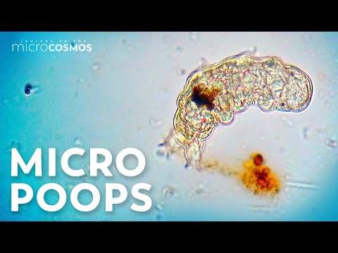 How Do Microorganisms Poop Without a Butthole?