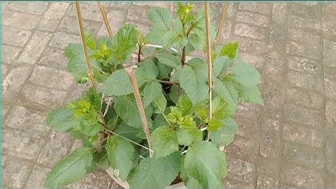 Chậu Hoa Thược Dược Trồng Không Cắt Ngọn    Tết Này Có Hoa Không ?