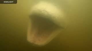 Beluga Boat Underwater | Highlight Reel 2022 by Explore Oceans 12,355 views 1 year ago 56 minutes