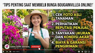 Spill harga Bibit Bunga Bougenville di Al Baya Bonsai