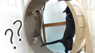 The cats used the catwheel for a week.[ Catwheel user reviews ]