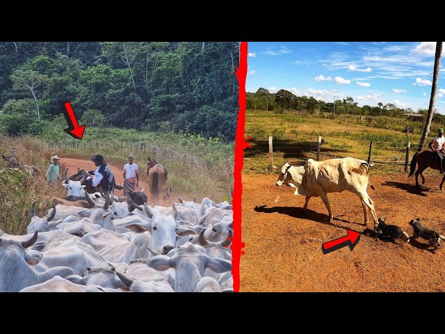 Cavalo é jogado de ponte na Zona da Mata de PE; veja vídeo - Blog