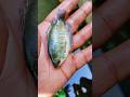 ✅😍“Most Beautiful Fish in the World 🌊✨”