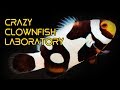 CRAZY Clownfish Laboratory in Taiwan