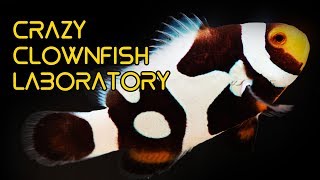 CRAZY Clownfish Laboratory in Taiwan