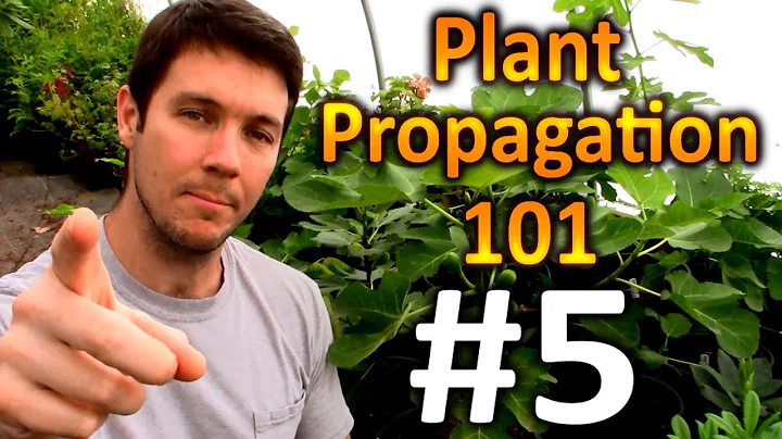 Plant Propagation 101 #5 | How do I Overwinter My ...