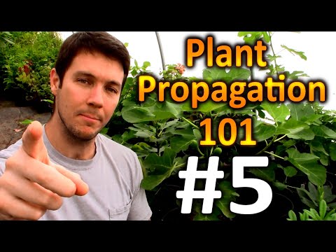 Video: Winterplantvoortplanting – Werkt wintervoortplanting