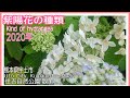 【2020年アジサイの種類 】  (Kind of hydrangea)Kumamoto住吉自然公園