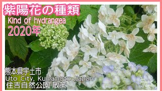 【2020年アジサイの種類 】  (Kind of hydrangea)Kumamoto住吉自然公園