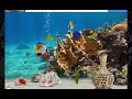 My reef life fish