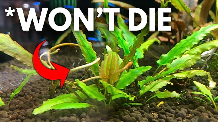 11 Easy Aquarium Plants That Are INDESTRUCTIBLE (Grow in ANY Setup!)