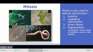 Mitosis and Meiosis Lesson Answer Key