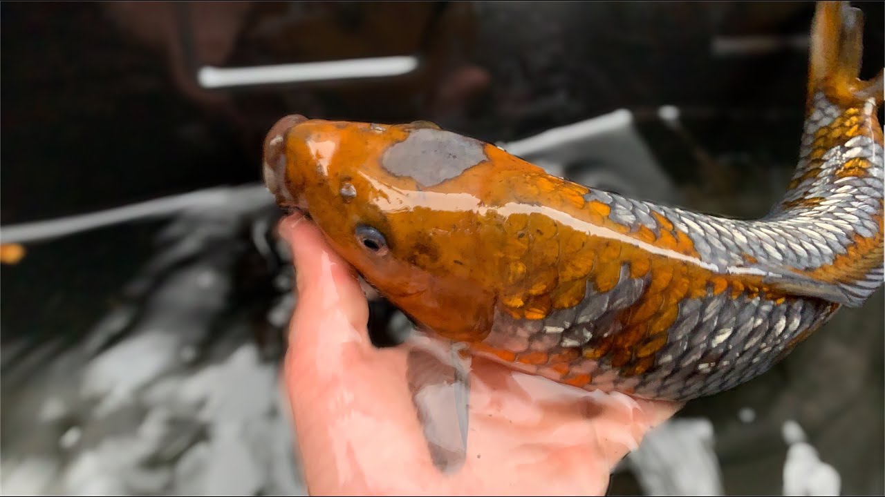 Fish Rescue - Episode 18 - YouTube