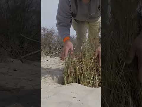 Video: Strandgræs til landskabspleje - Lær om dyrkning af strandgræs