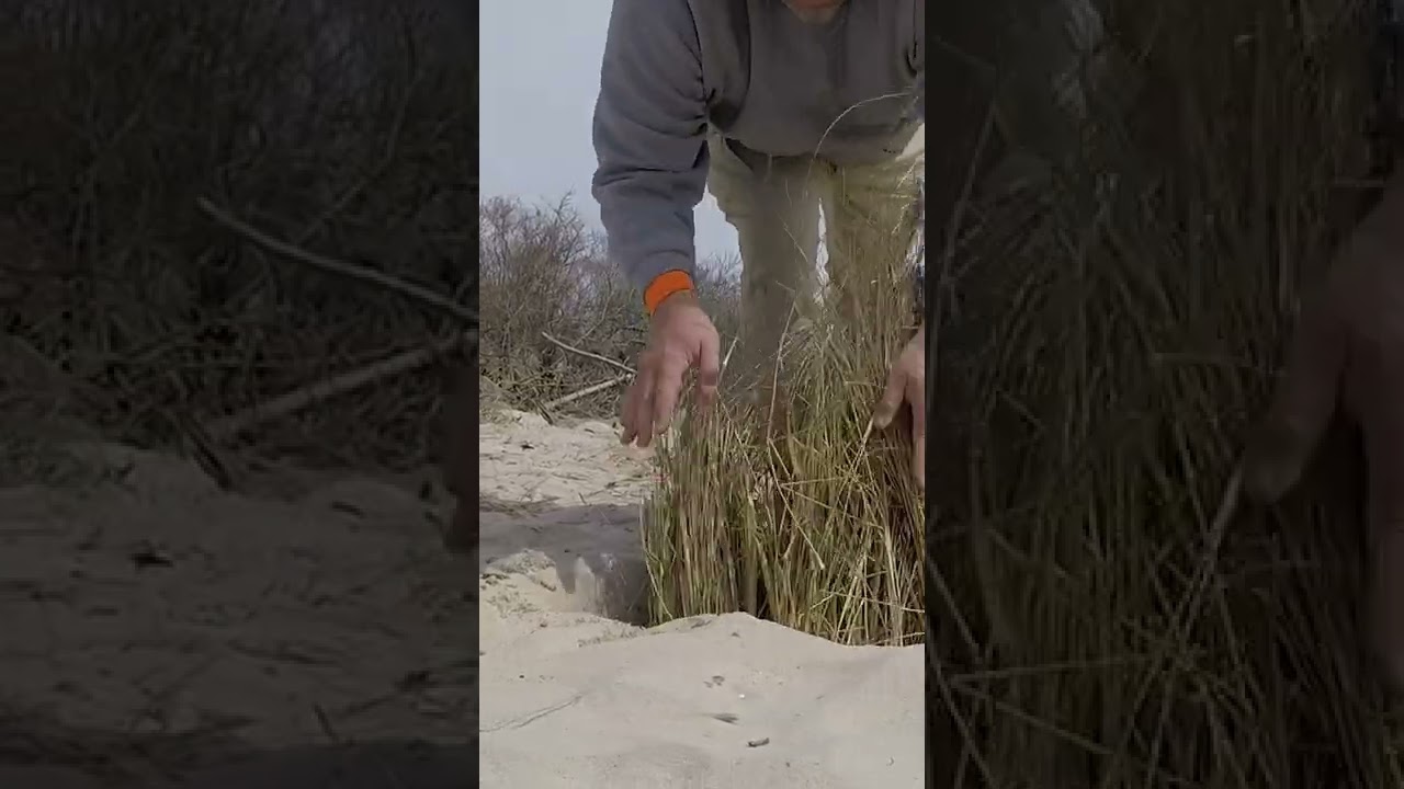 American Beach grass