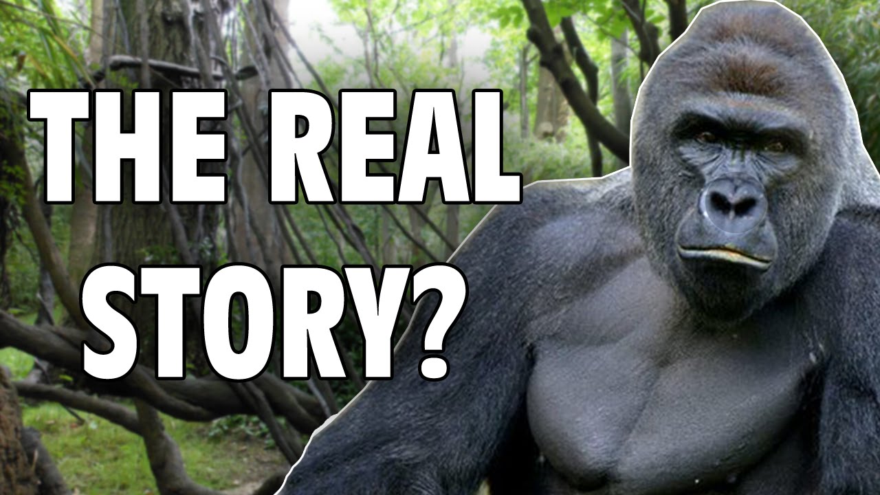 Harambe The Real Story Hall of Fame YouTube
