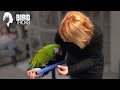 Why Military Macaws Are Hard To Work With | Understanding Treat Value