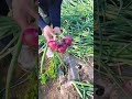 Rural farmer harvesting large variety of onions#shortvideo #farming #yummy #ytshorts