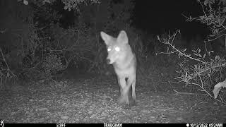 Coyote Tails in El Moro Elfin Forest October 2022