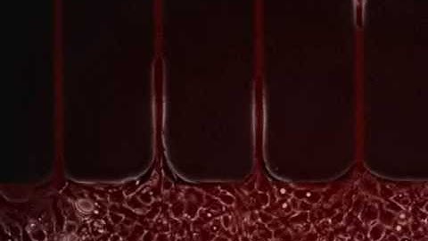 Epithelial bridges maintain tissue integrity during collective cell migration