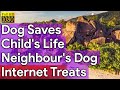 Dog saves child&#39;s life from neighbour&#39;s dog, internet says &#39;he deserves all the treats&#39;