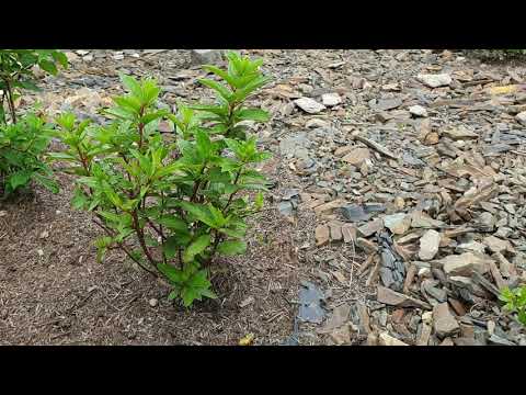 Video: Hortensia maagiline kuuvalgus: kirjeldus, tüübid, hooldus ja kasvatamine