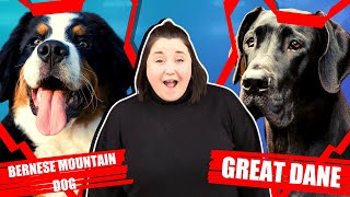 BERNESE MOUNTAIN DOG VS GREAT DANE by Fenrir Bernese Mountain Dog Show 742 views 3 years ago 5 minutes, 54 seconds