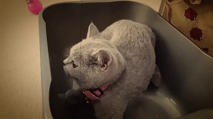 Watch the video about Meet Kim... (British Short Hair Kitten)