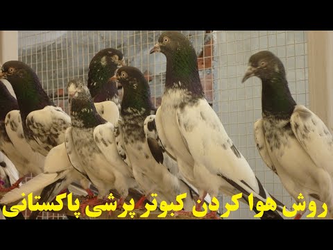 تصویری: نحوه خرید کبوتر
