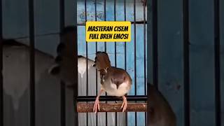 Cisem Gacor Suara Bren Pliket  Untuk Pancingan