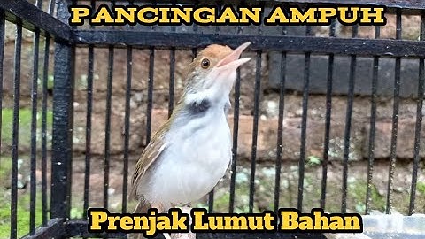 Pancingan Ampuh Prenjak Lumut Bahan